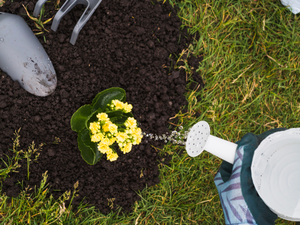 septic services